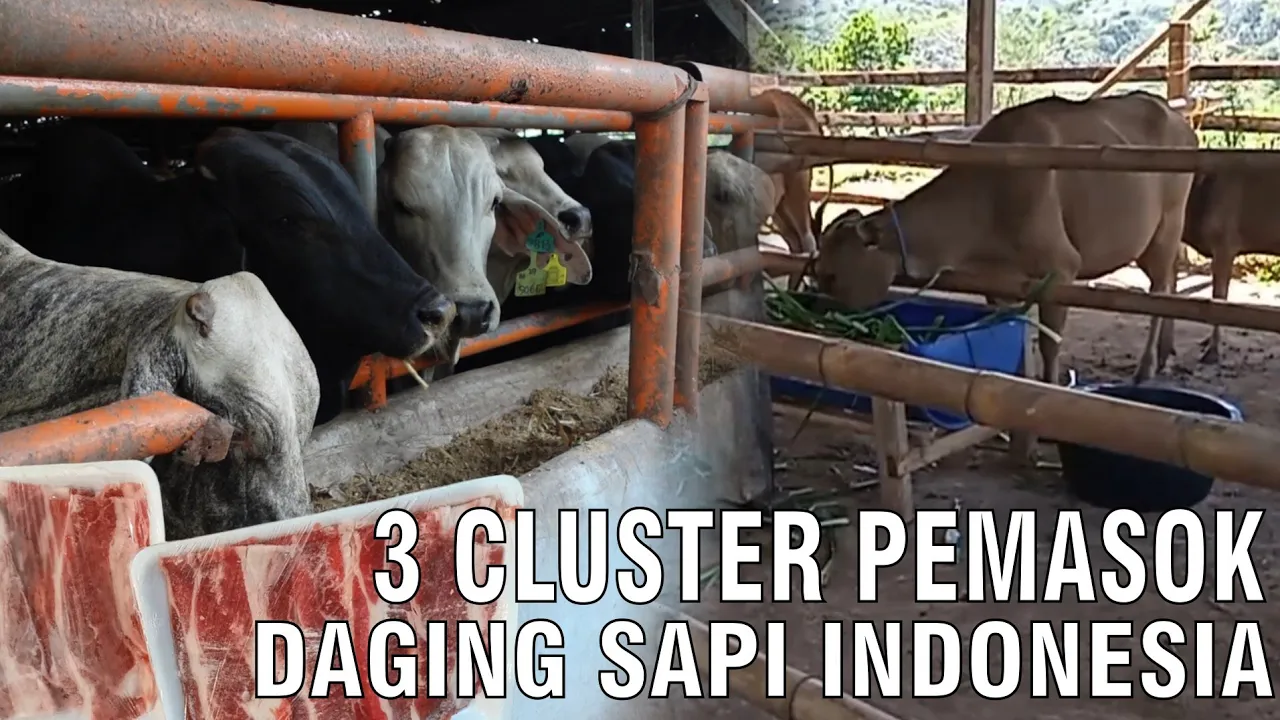 
                                 3-Cluster-Pemasok-Daging-Sapi-Indonesia
